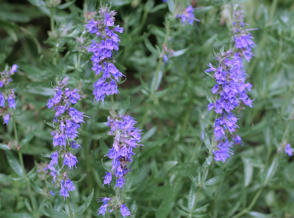 Hyssop